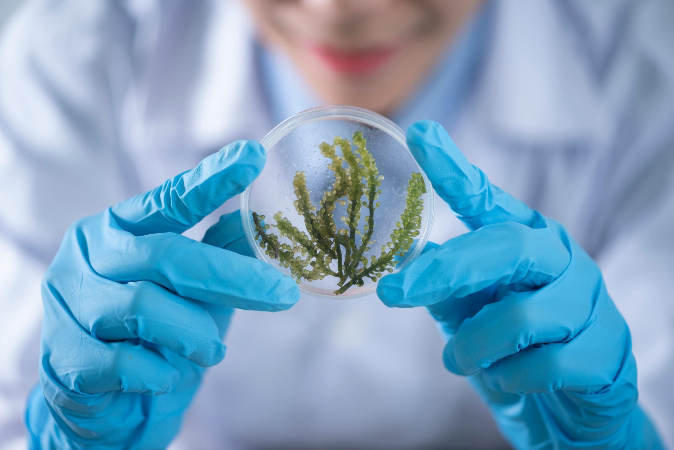 Laboratory scientist holding petri dish