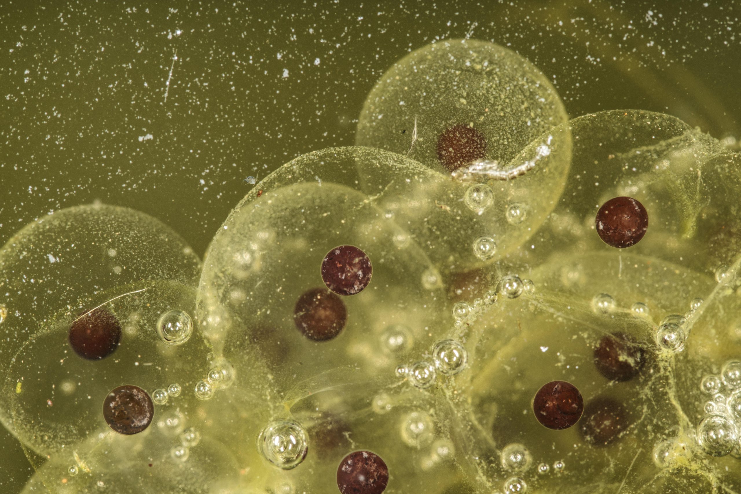 Embryos in water