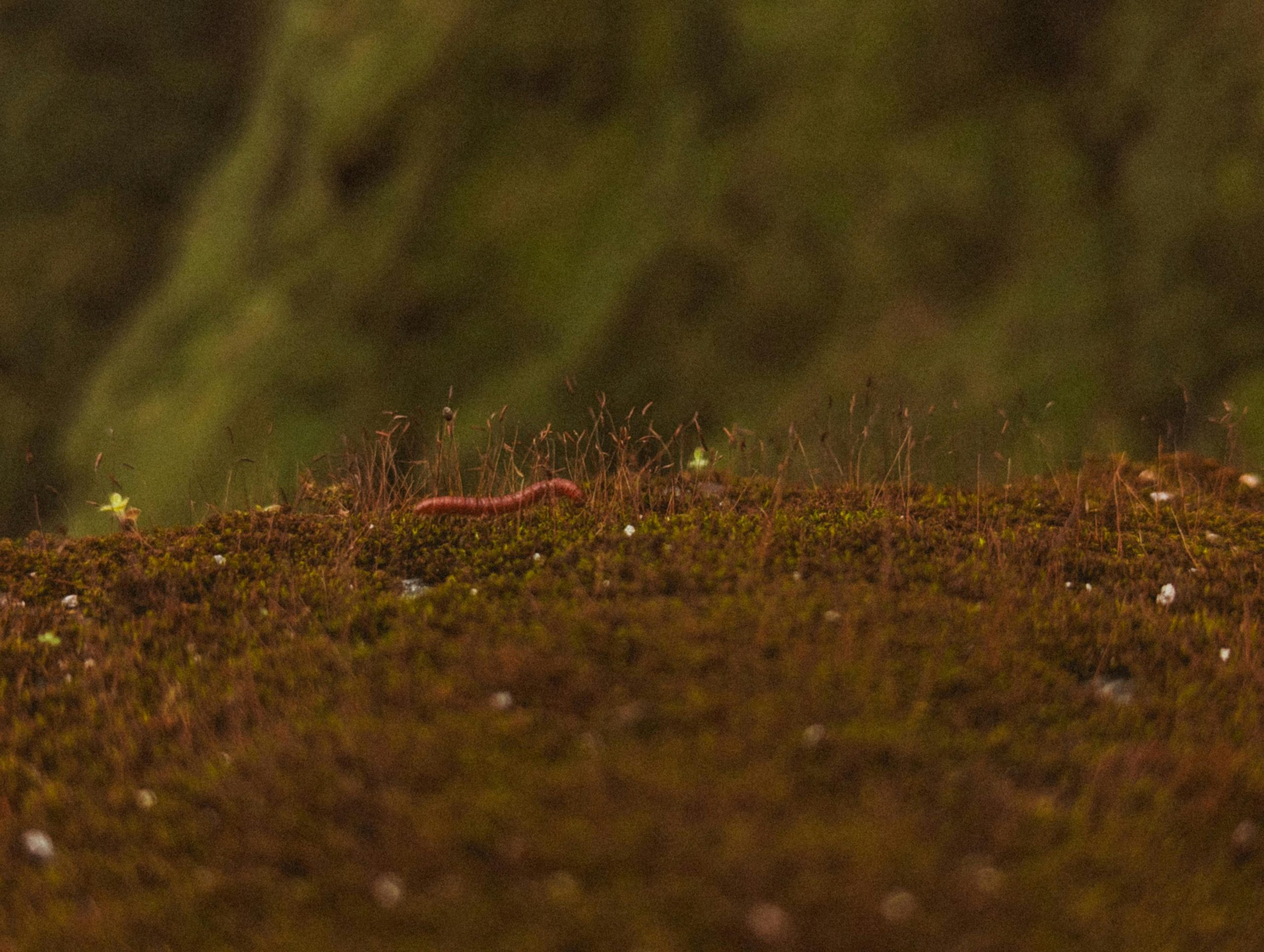 Earthworm in soil